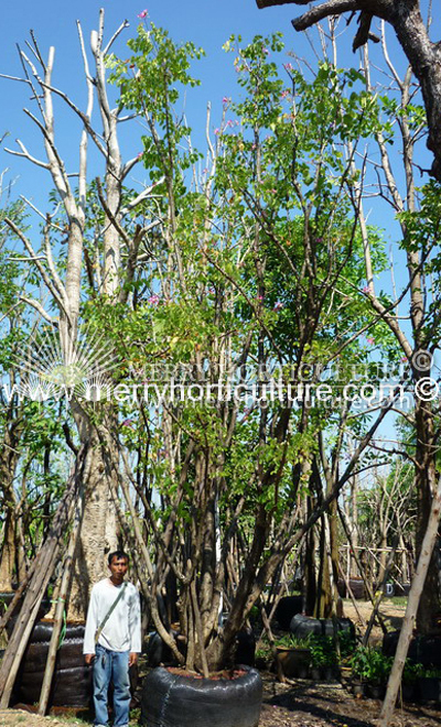 Bauhinia Blakeana